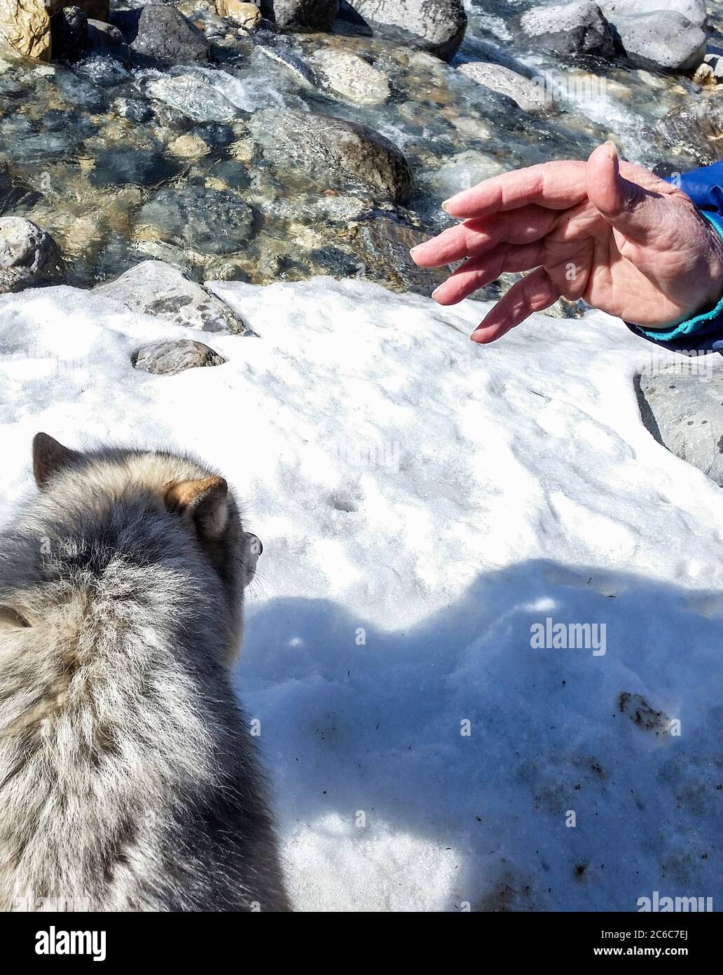 Femme rencontre Dave, un des loups lors d'une visite guidée des loups dans la forêt avec le Northern Lights Wolf Centre, un centre de sauvetage et d'éducation des loups à Golden, en Colombie-Britannique. La visite guidée avec des loups dans la forêt comprend une « rencontre » où le loup se tient sur le dos d'un visiteur et se léche souvent le cou. Ce sont des loups qui ont été socialisés aux gens dès leur naissance. Banque D'Images
