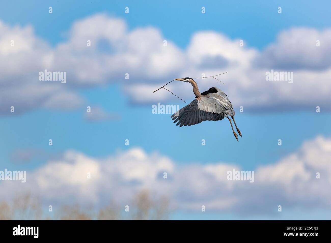 Un Grand Heron Porte Un Long Baton A Son Nid Lors D Une Belle Journee De Printemps Dans Le Colorado Avec Des Nuages Blancs Moelleux Et Un Ciel Bleu De Bebe Photo Stock