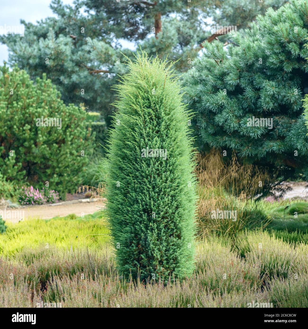 Saeulen-Wacholder, Juniperus communis Hibernica, Column Juniper, Juniperus communis Hibernica Banque D'Images