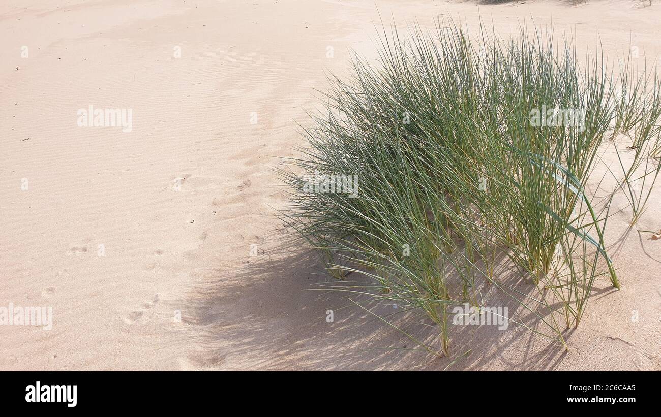 L’herbe sur la plage Banque D'Images