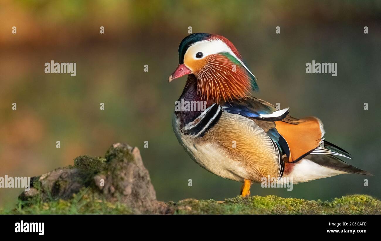 Canard Mandarin mâle Banque D'Images