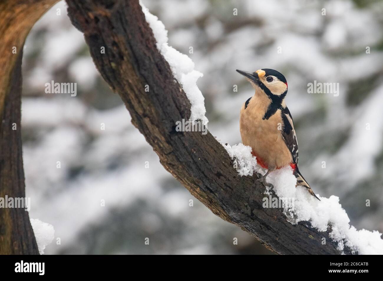 Great Spotted Woodpecker Banque D'Images