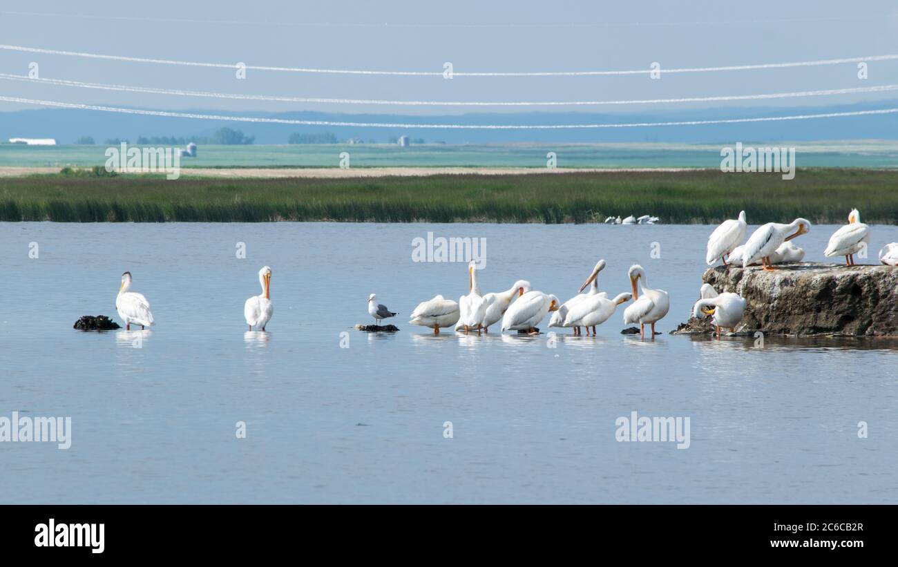 Pélicans blancs Banque D'Images