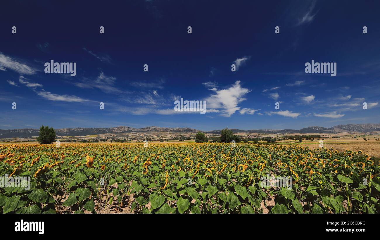 Gros plan d'un champ de tournesol-Helianthus annuus dans sa saison de croissance maximale -montagnes en arrière-plan- sous le soleil lumineux de midi d'un août jour i Banque D'Images