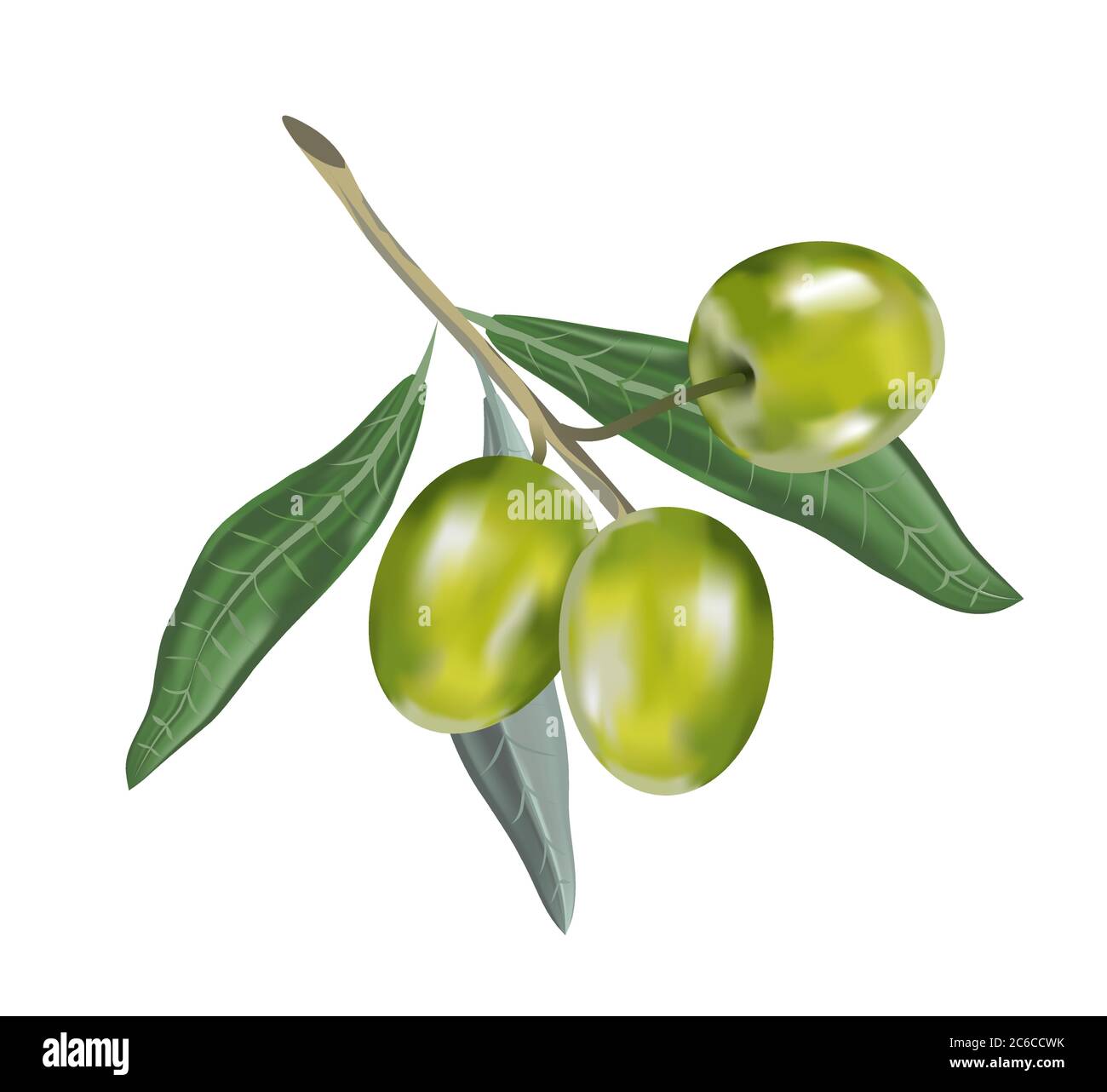 Huile d'olive avec branche. Des fruits 3d réalistes. Goutte d'huile. Illustration de Vecteur