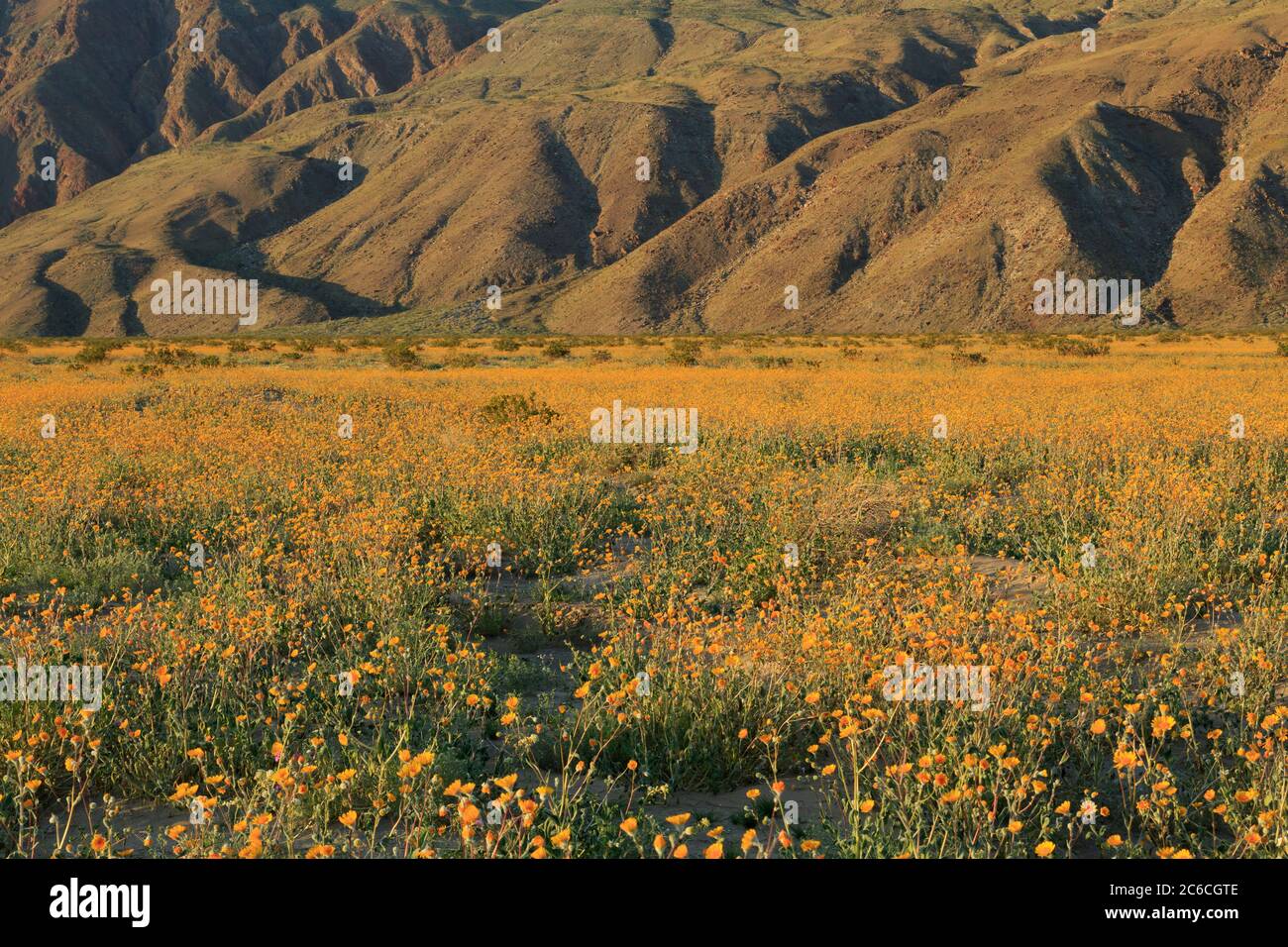 Tournesols, Désert Anza-Borrego Desert State Park, Borrego Springs, California, USA Banque D'Images