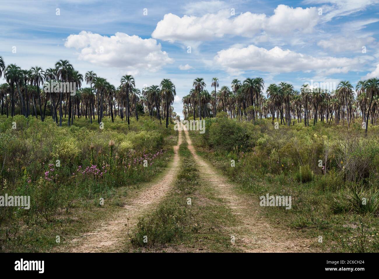 Belle vue sur un chemin dans le champ avec des palmiers en arrière-plan, par une journée ensoleillée avec des nuages Banque D'Images