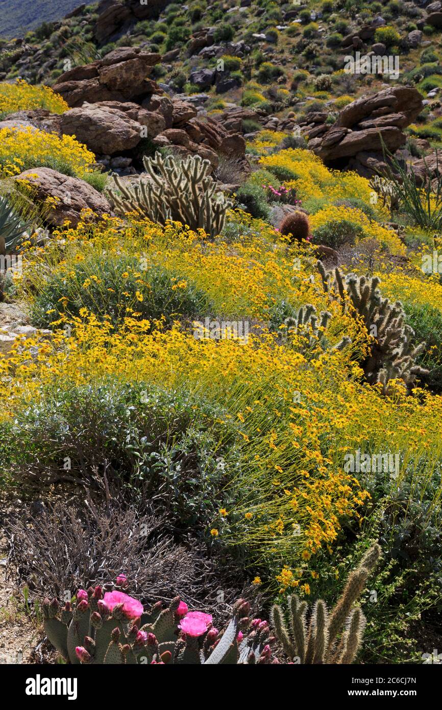Brittlebush, parc national du désert d'Anza-Borrego, Borrego Springs, comté de San Diego, Californie, États-Unis Banque D'Images