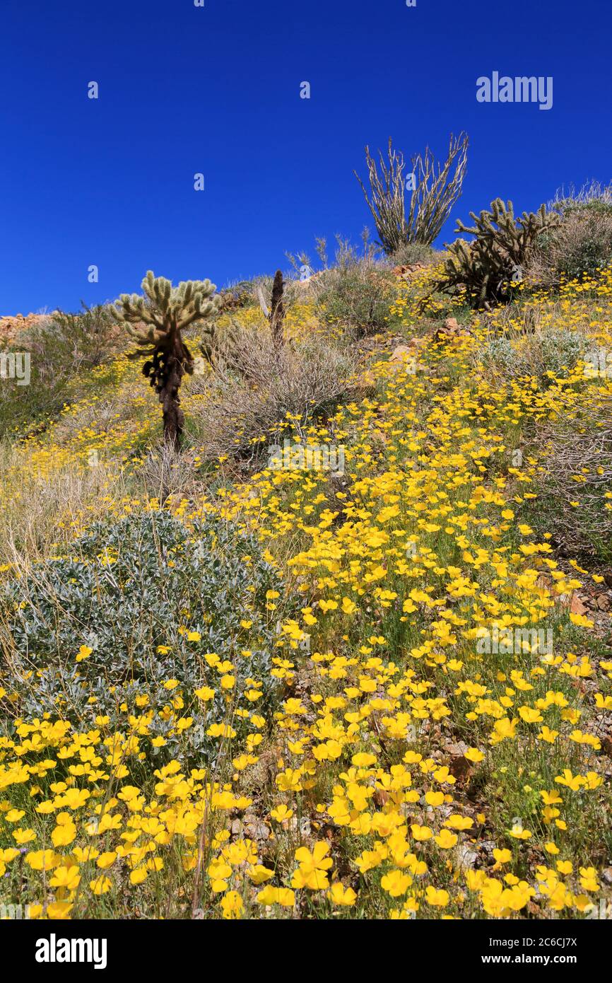 Coquelicots, Tamarisc Grove, Anza-Borrego Desert State Park, Borrego Springs, California, USA Banque D'Images