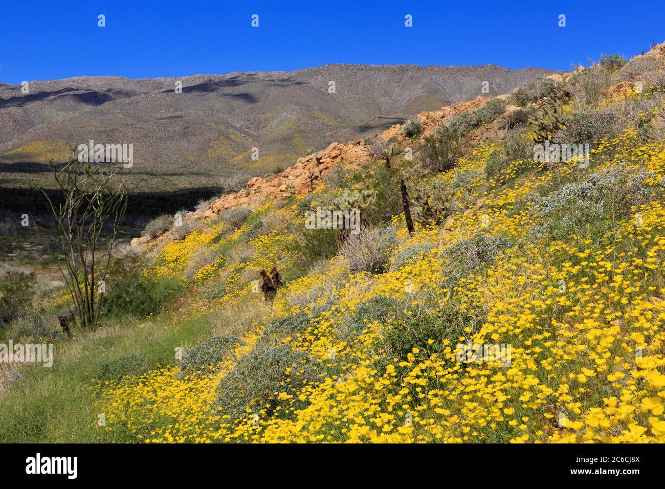 Coquelicots, Tamarisc Grove, Anza-Borrego Desert State Park, Borrego Springs, California, USA Banque D'Images
