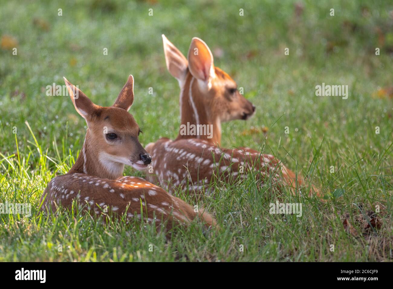 Deux faons à deux cerfs de Virginie, coulées dans un pré ouvert le matin de l'été Banque D'Images