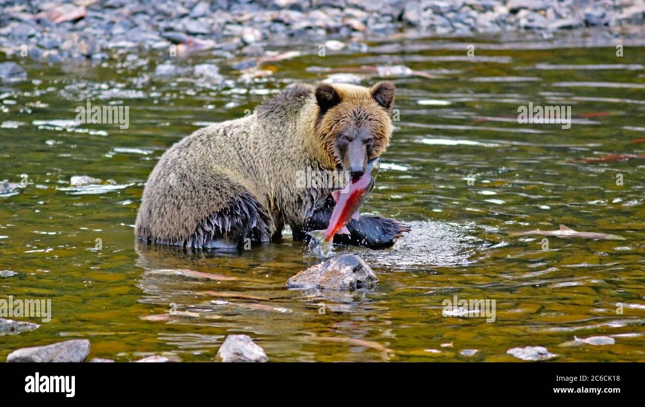 Ours grizzli dans une rivière tenant le poisson saumon sockeye en bouche. Banque D'Images