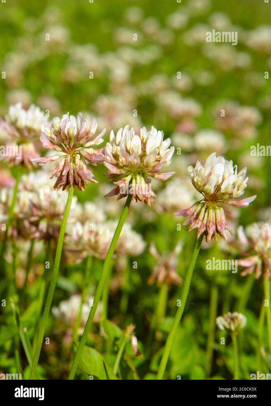 Champ de floraison White Clover, foyer sélectif, ( Trifolium repens ) Banque D'Images