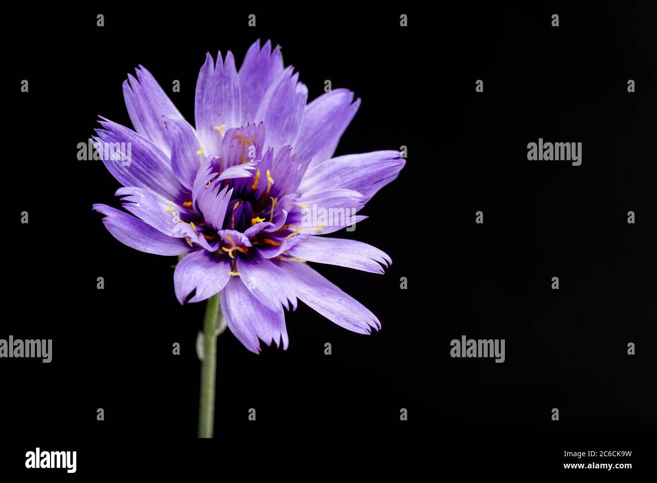 Dart de Cupid, Catananche caerulea Fleur sur fond noir Banque D'Images