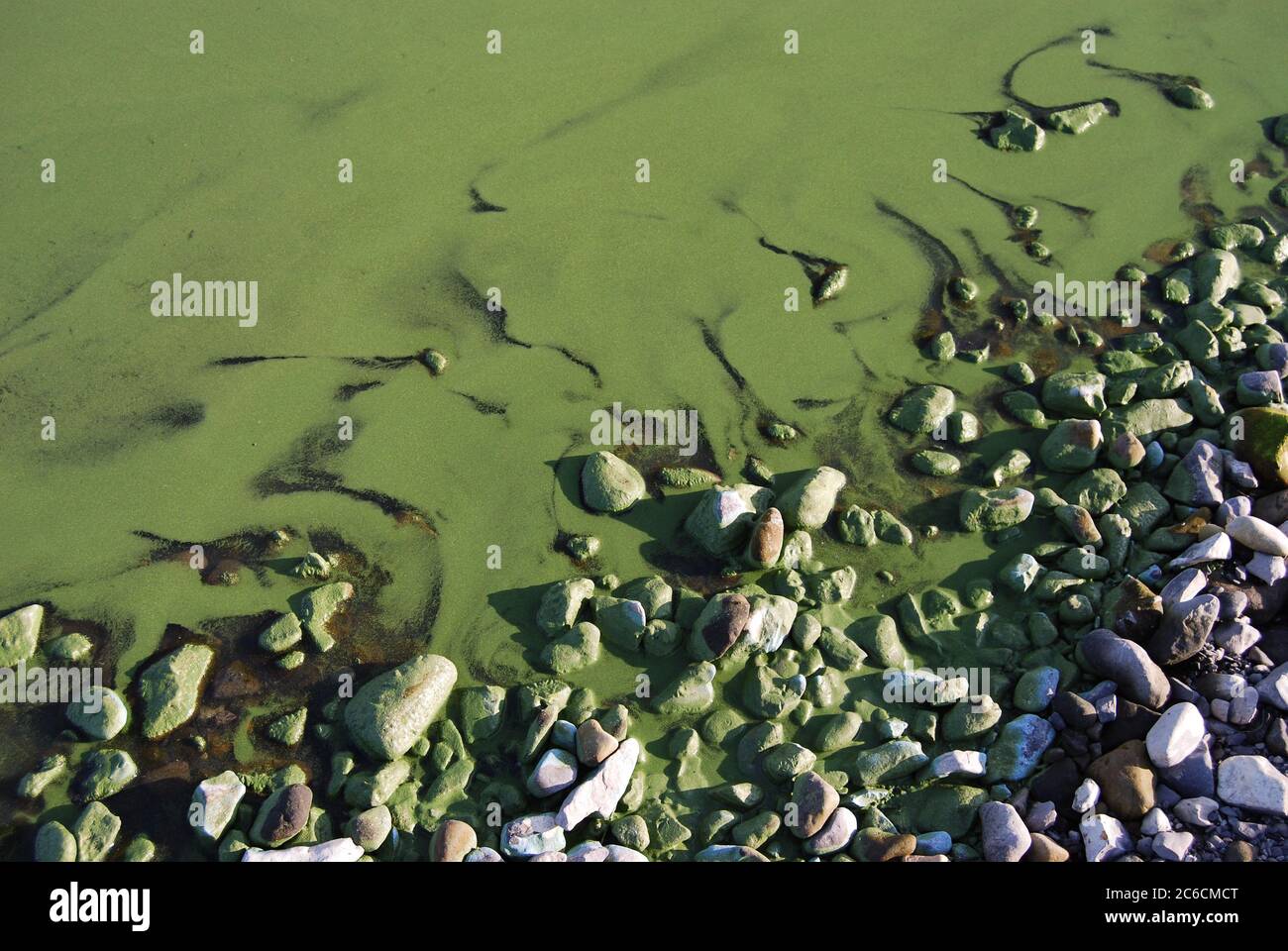 L'algue fleurit dans la rivière Volga dans la région de Volgograd. Russie Banque D'Images