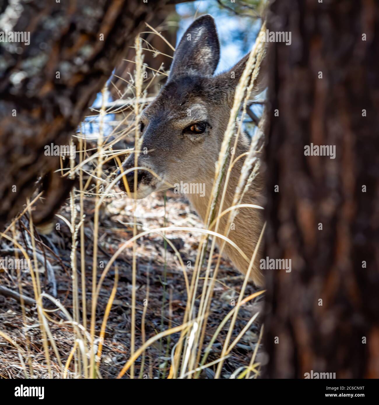 Un cerf de Mule qui pelage de derrière un arbre et de l'herbe. Monument national Chiricahua dans le sud de l'Arizona. Banque D'Images