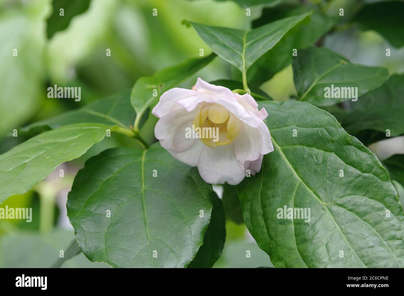 Chinesischer Gewuerzstrauch, Sinocalycanthus chinensis, buisson d'épices chinoises, Sinocalycanthus chinensis Banque D'Images