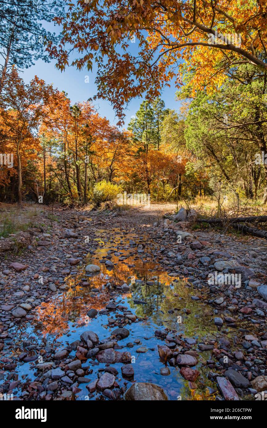 Les arbres d'automne se reflètent dans un affluent de Cave Creek dans les montagnes Chiricahua du sud-est de l'Arizona. Banque D'Images