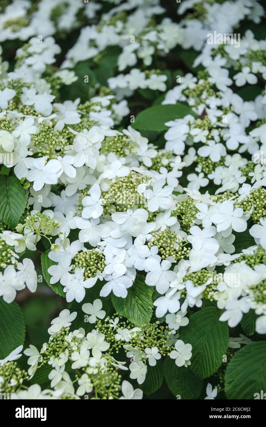 Etagen-Schneeball, Viburnum plicatum Mariesii, Floors Snowball, Viburnum plicatum Mariesii Banque D'Images