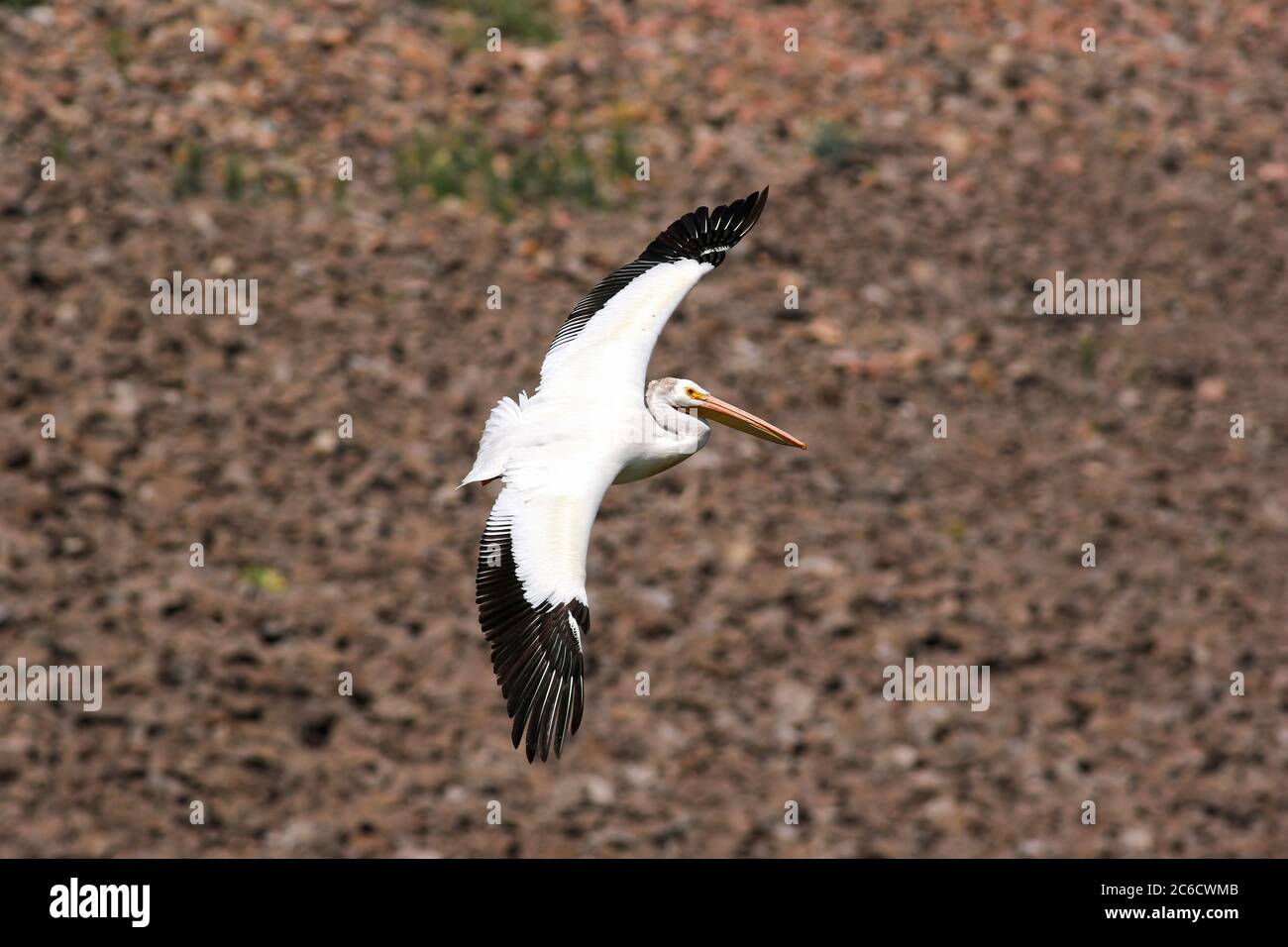Pelican blanc américain volant par le côté d'un grand mur de barrage. Banque D'Images
