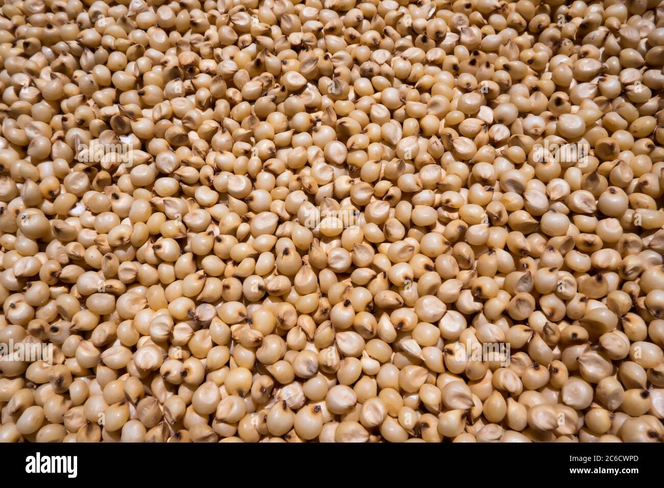 gros plan d'un millet blanc (sorgho) Jowar est communément appelé par divers noms dans l'Inde - jwaarie, jowar, jola, ou jondhalaa et est utilisé pour mak Banque D'Images