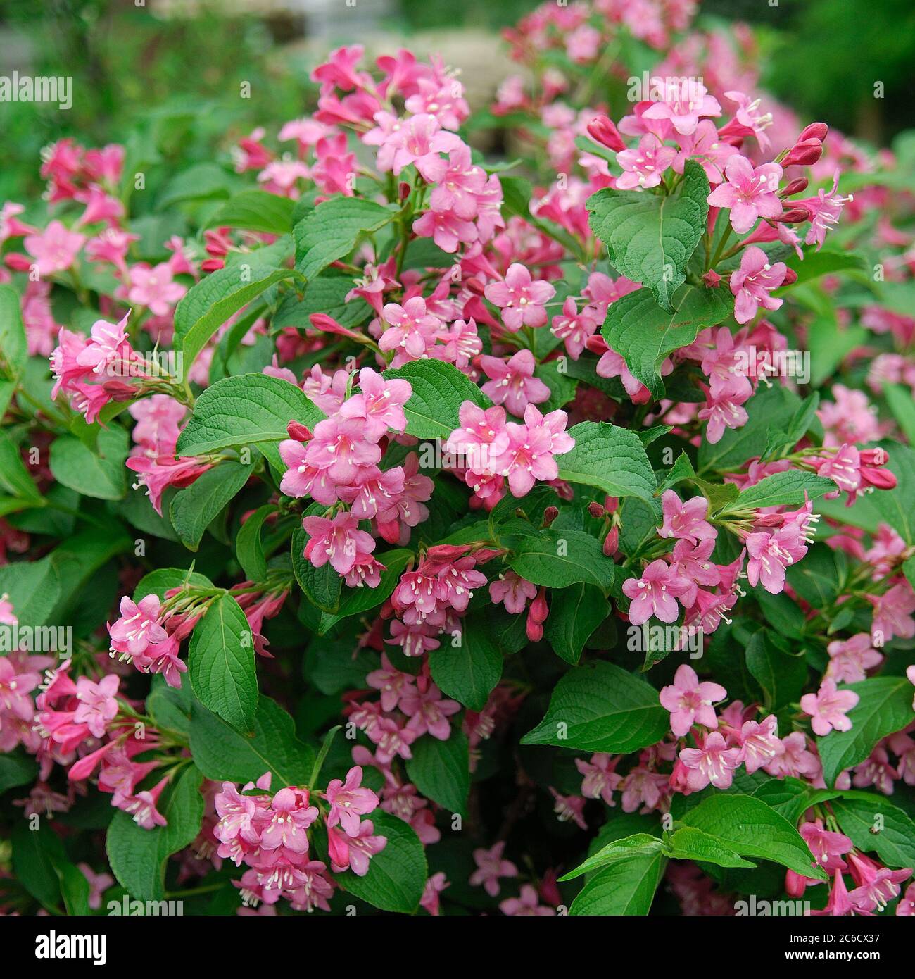 Weigela styriaca Banque de photographies et d’images à haute résolution