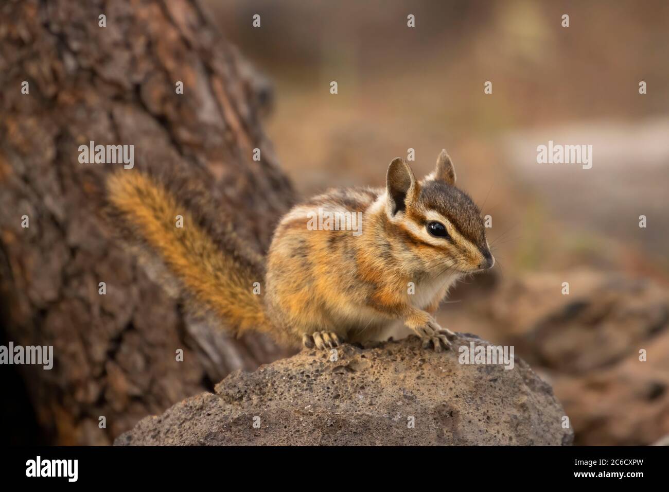 Chipmunk, observation des aveugles du lac Cabin, forêt nationale de Deschutes, Oregon Banque D'Images