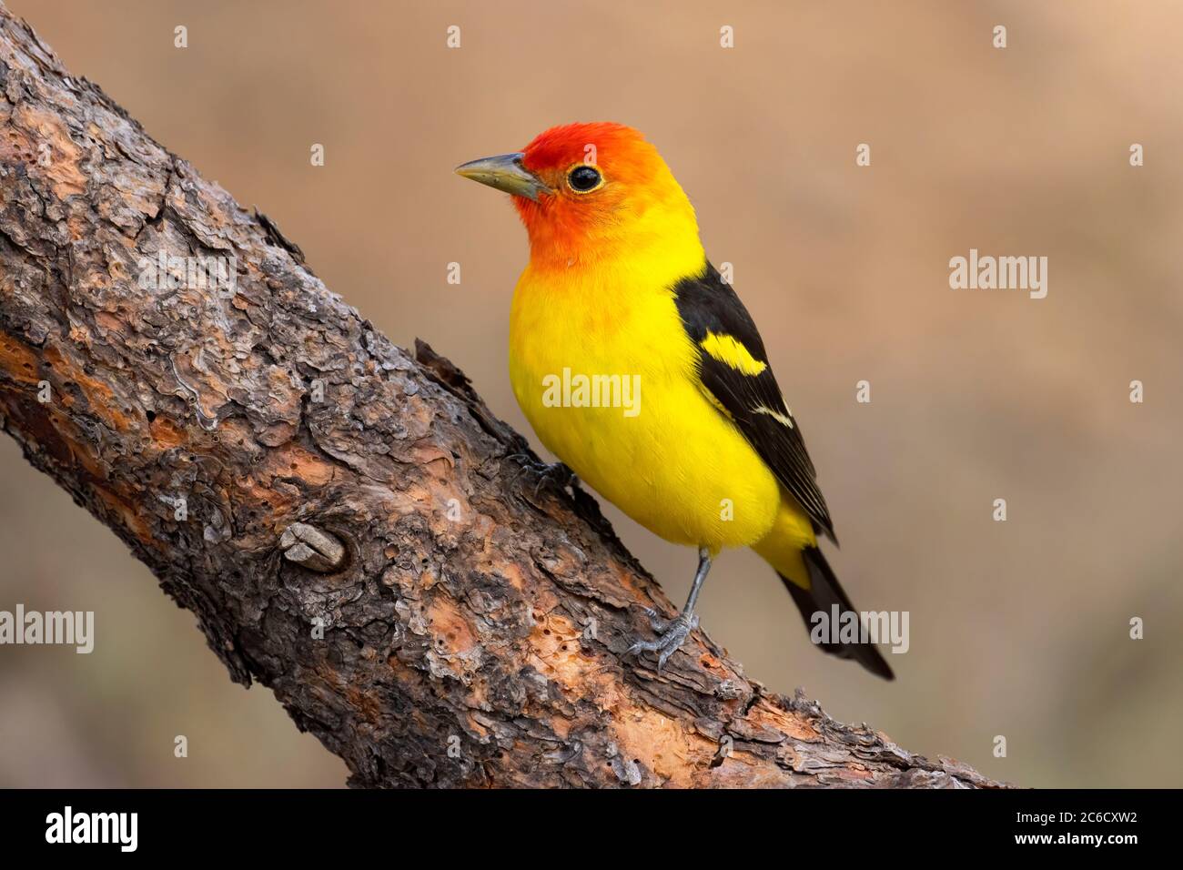 WESTERN Tanager (Piranga ludoviciana), observation des aveugles du lac Cabin, forêt nationale de Deschutes, Oregon Banque D'Images