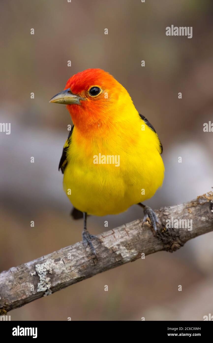 WESTERN Tanager (Piranga ludoviciana), observation des aveugles du lac Cabin, forêt nationale de Deschutes, Oregon Banque D'Images