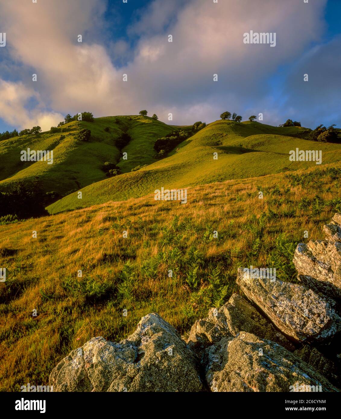 Bolinas Ridge, le Mont Tamalpais State Park, aire de loisirs nationale du Golden Gate, le comté de Marin, en Californie Banque D'Images