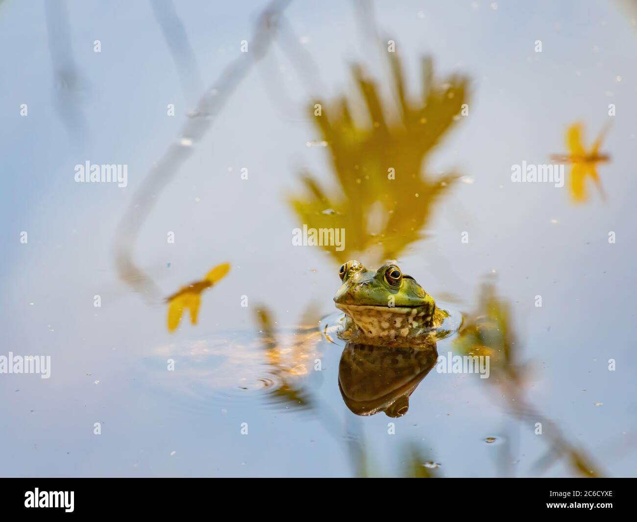 Gros plan d'une jolie grenouille américaine dans l'étang de Las Vegas, Nevada Banque D'Images