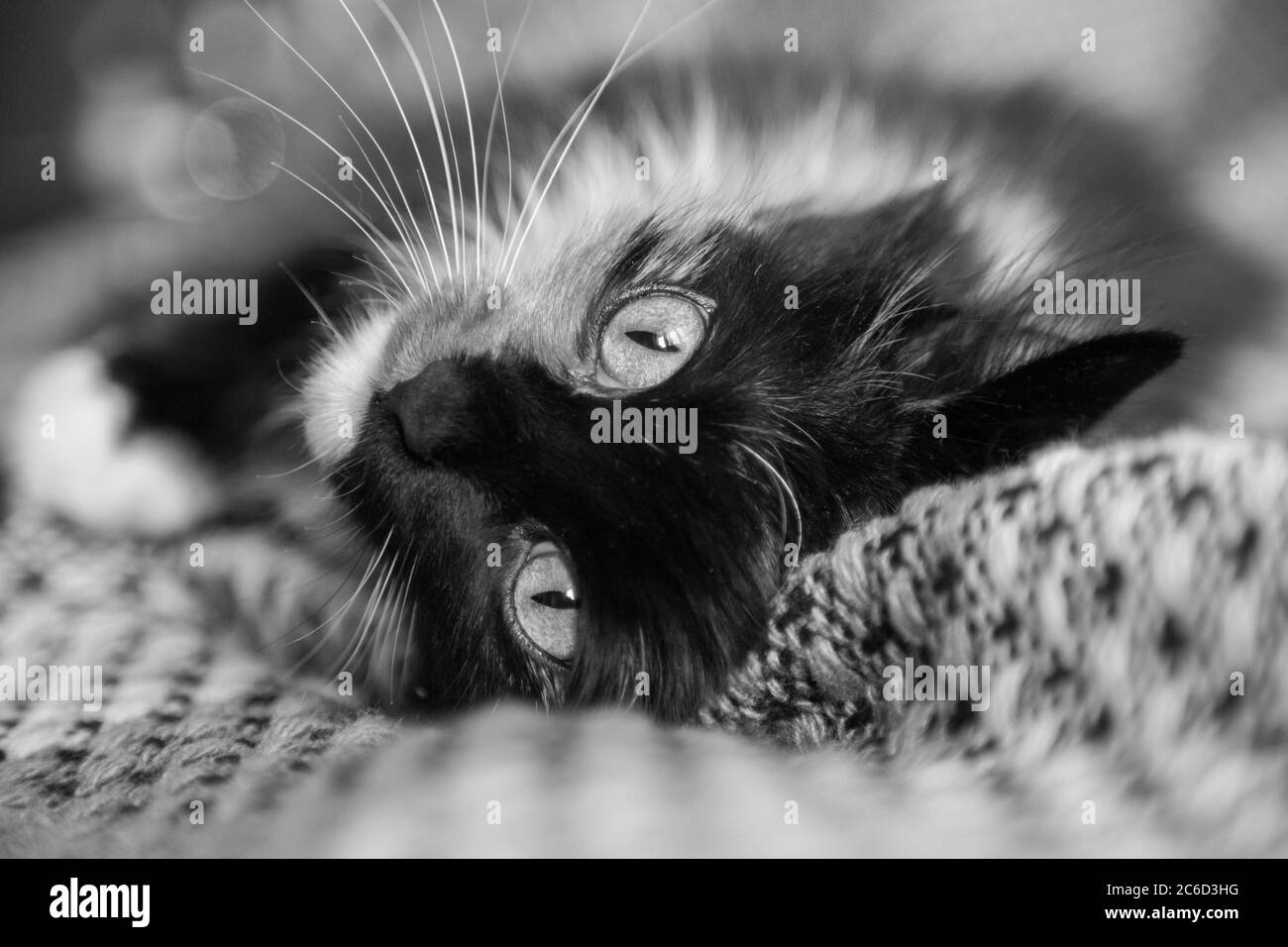 Cat, qui regarde derrière un mur - version noir et blanc Banque D'Images