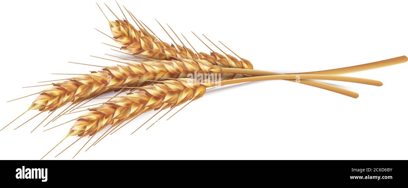 Épis de blé en vecteur 3D illustration réaliste. Clipart de grain mûr pour la conception d'emballage: Pain, bière, kvass, pâtisseries. Illustration de Vecteur