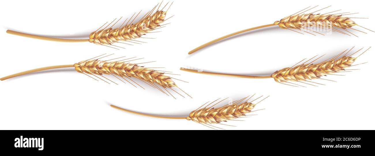 Épis de blé en vecteur 3D illustration réaliste. Clipart de grain mûr pour la conception d'emballage: Pain, bière, kvass, pâtisseries. Illustration de Vecteur