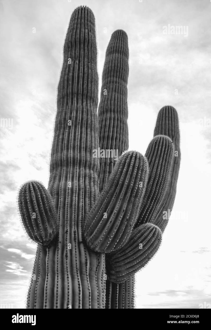 Gros plan sur un cactus saguaro (Carnegiea gigantea), parc national Saguaro, Arizona, États-Unis. Banque D'Images