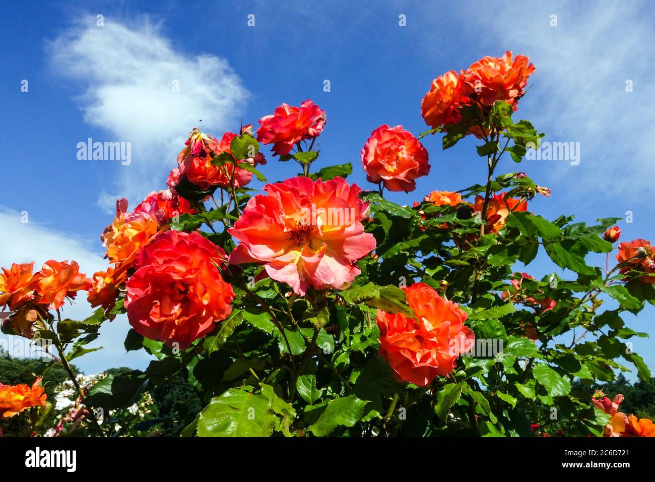 Roses orange Rosa 'Westerland' dans le jardin, roses juin Banque D'Images