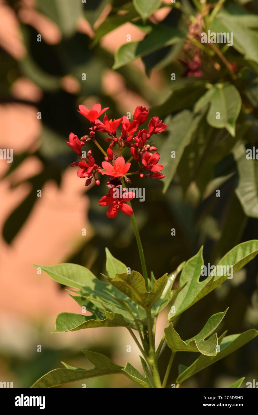 jatropha integerrima ou jatropha épicé, peregrina Banque D'Images