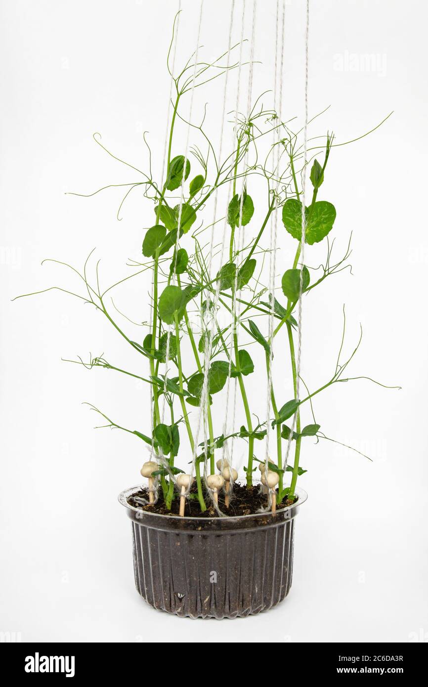 Pousses de petits pois verts sur fond blanc Banque D'Images