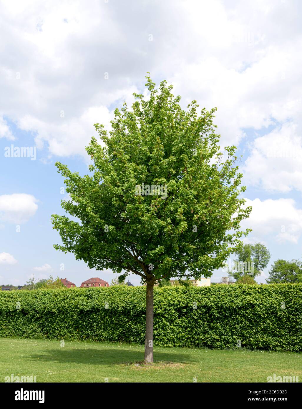 FeldAhorn, Acer campestre Elsrijk, Field Maple, Acer campestre Elsrijk Photo Stock Alamy FeldAhorn, Acer campestre Elsrijk, Field Maple, Acer campestre Elsrijk Photo Stock Alamy