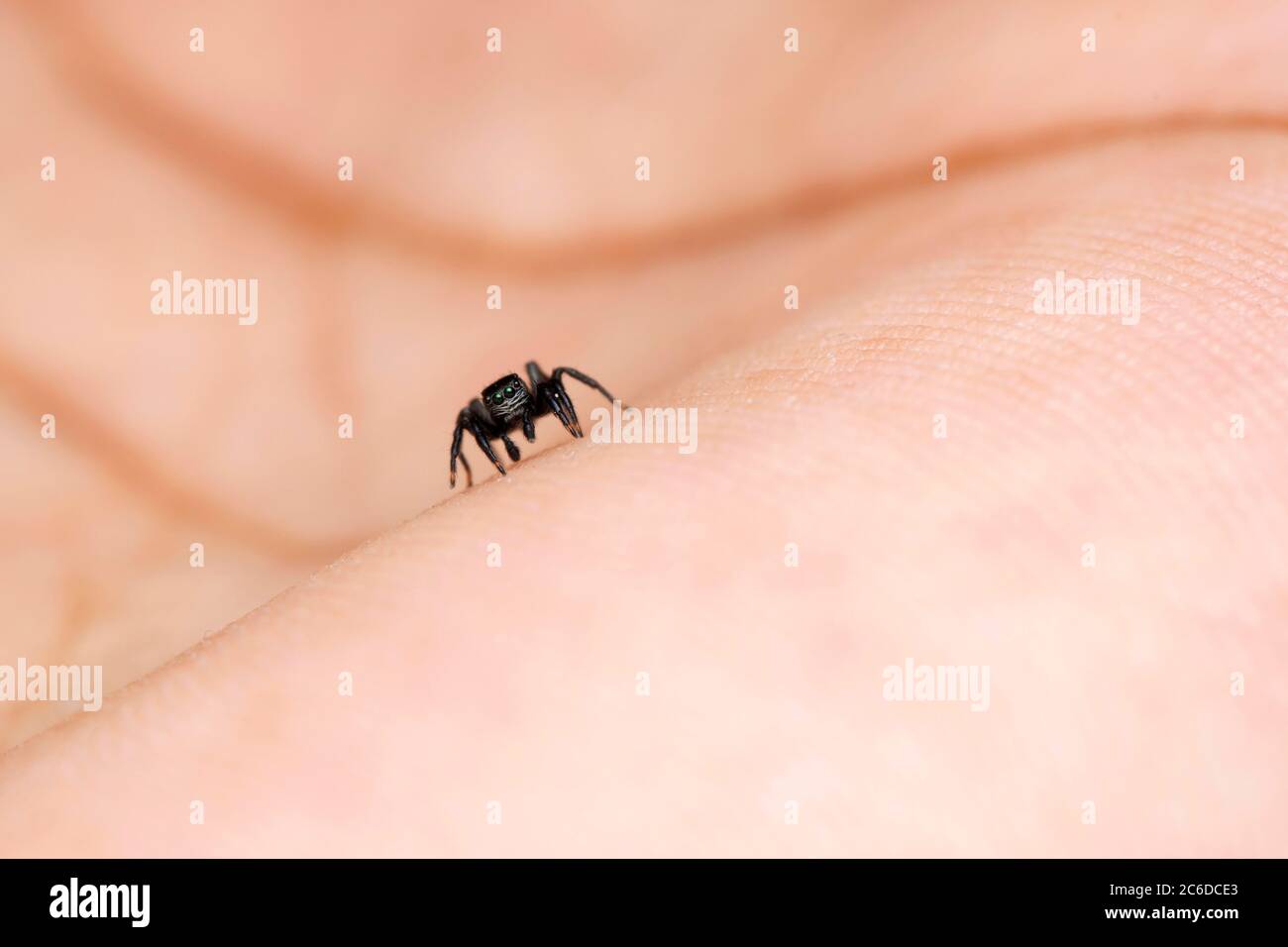 Araignée sauteuse, Phlegra prasanna, Salticidae, Satara, Maharashtra, Inde Banque D'Images