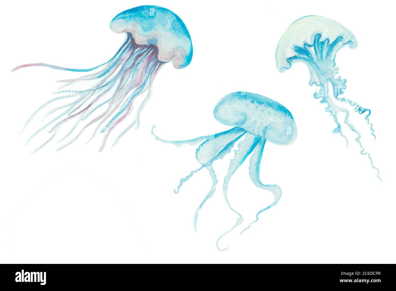 Aquarelle peinture méduse. La vie marine de Medusa Illustration Banque D'Images