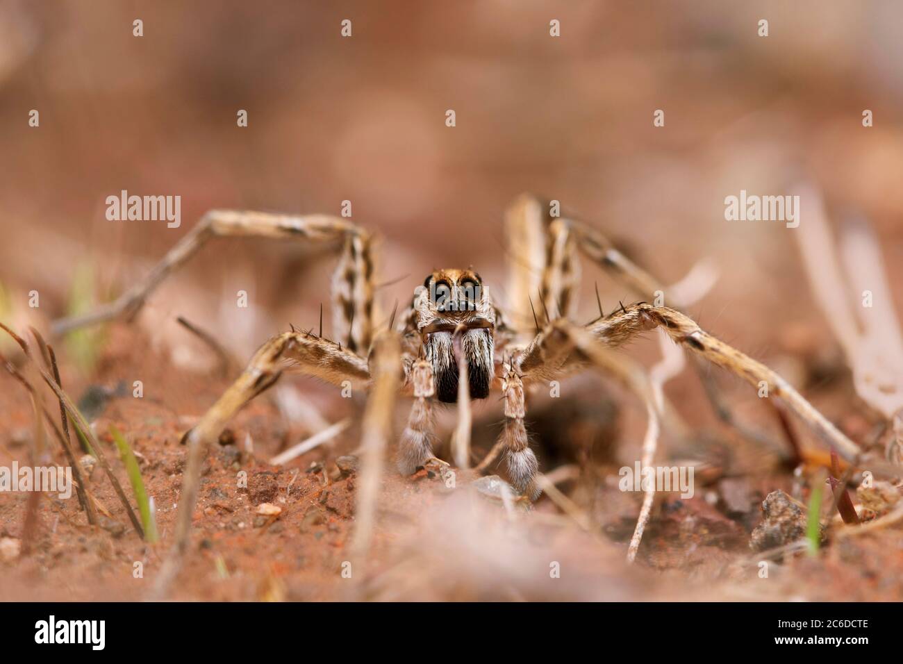 Portrait de Geolycosa vultuosa, araignée du loup, Lycosidae, Satara, Maharashtra, Inde Banque D'Images