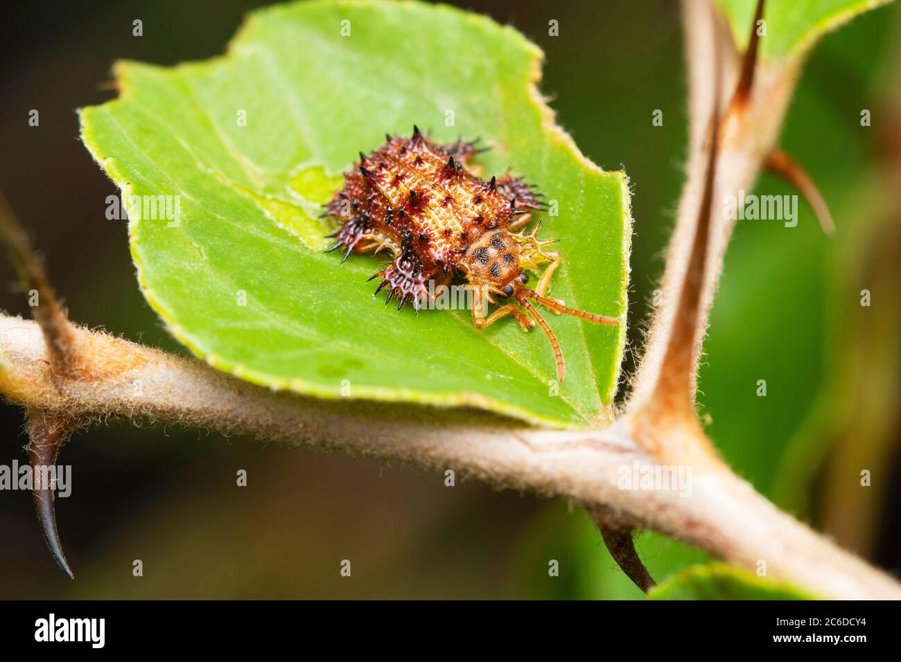 Scolyte de la tortue épineuse, Platipria echidna, Chrysomelidae, Satara, Maharashtra, Inde Banque D'Images