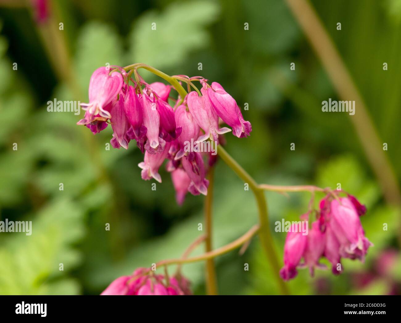 'Stuart Boothman' Dicentra Banque D'Images