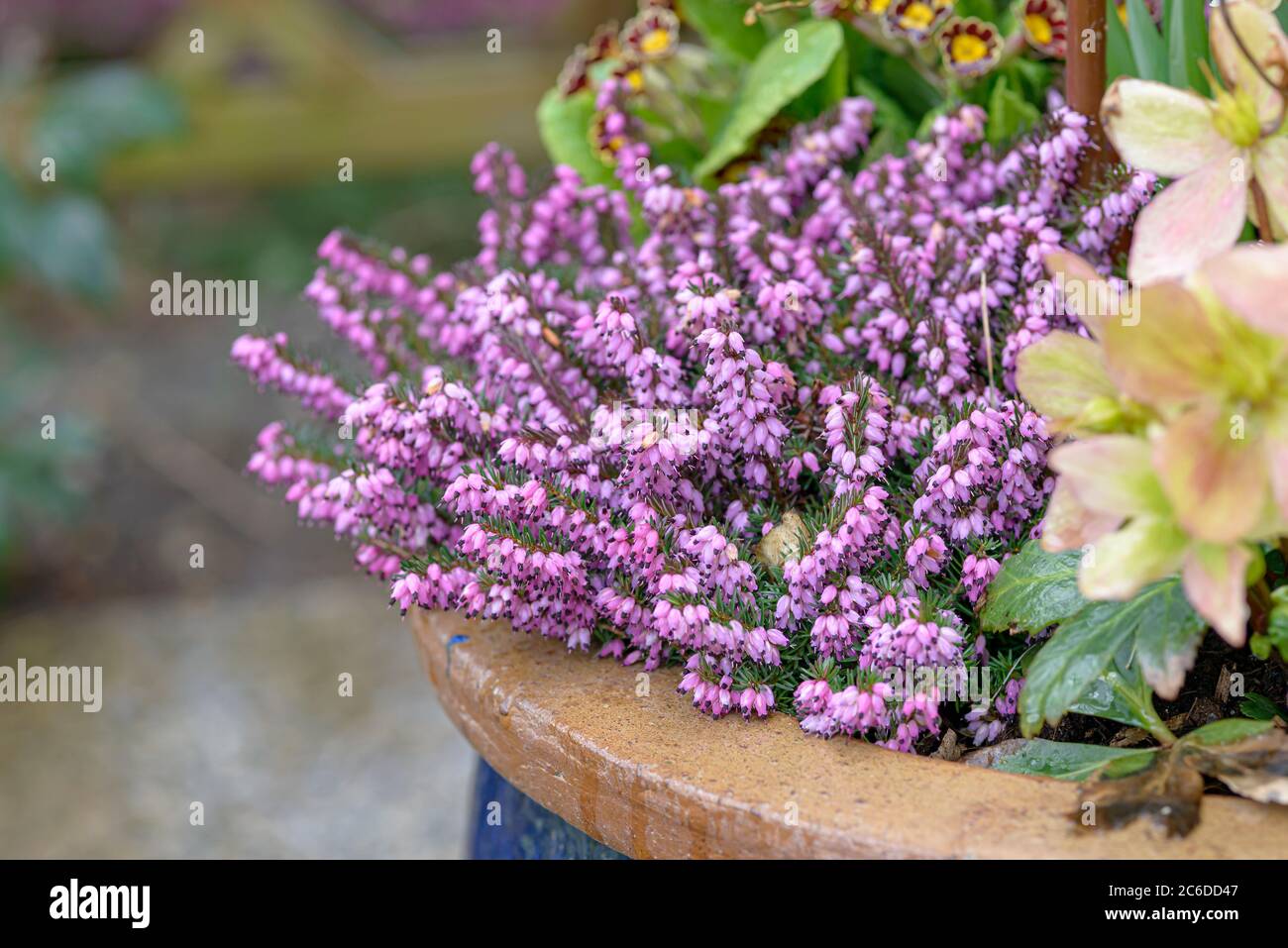 Schnee-Heide, Erica carnea Beauté d'hiver, Garten-Christrose, Helleborus × nigercors, Heath de neige, Erica carnea Beauté d'hiver, jardin de Noël rose, He Banque D'Images