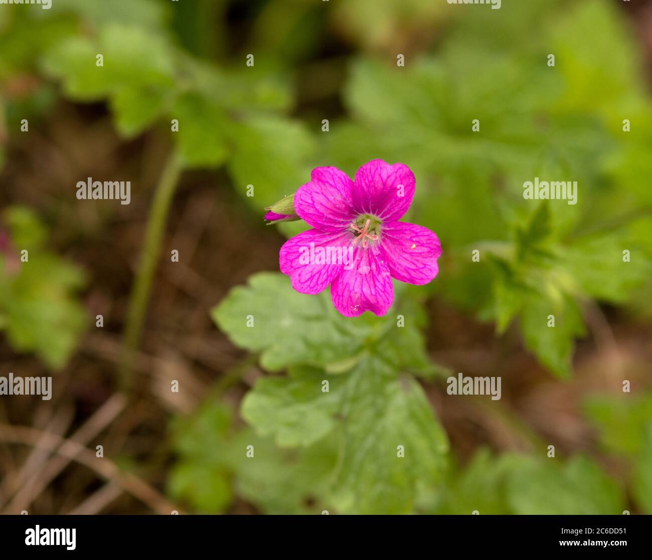 Géranium × oxonianum 'Spring Fling' Banque D'Images