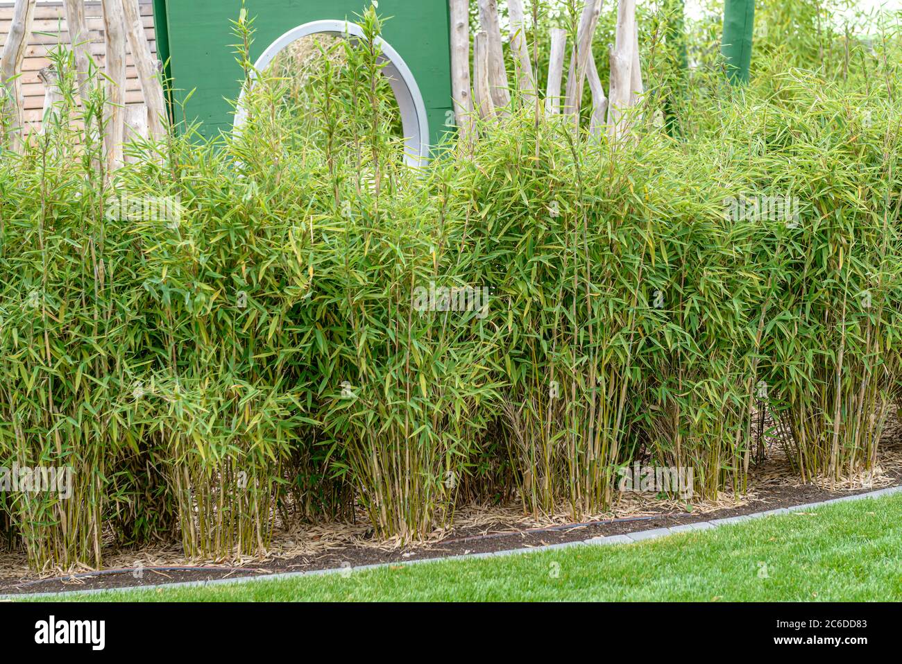 Bambus hecke Banque de photographies et d’images à haute résolution Alamy