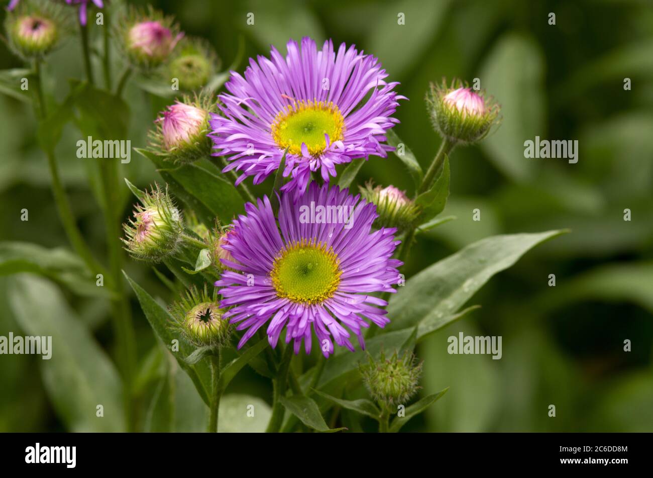 « linéarité » de l'Erigeron Banque D'Images