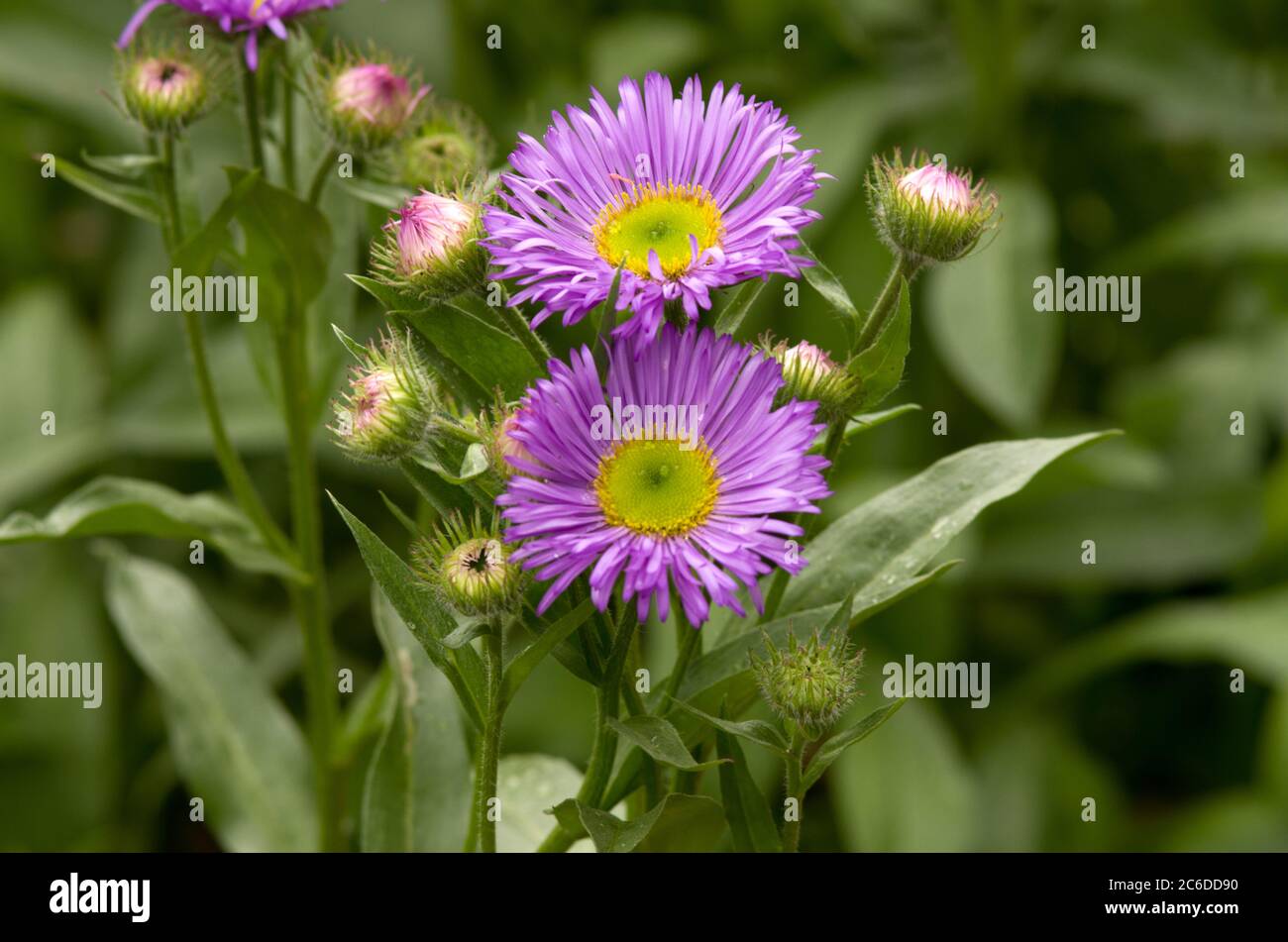« linéarité » de l'Erigeron Banque D'Images
