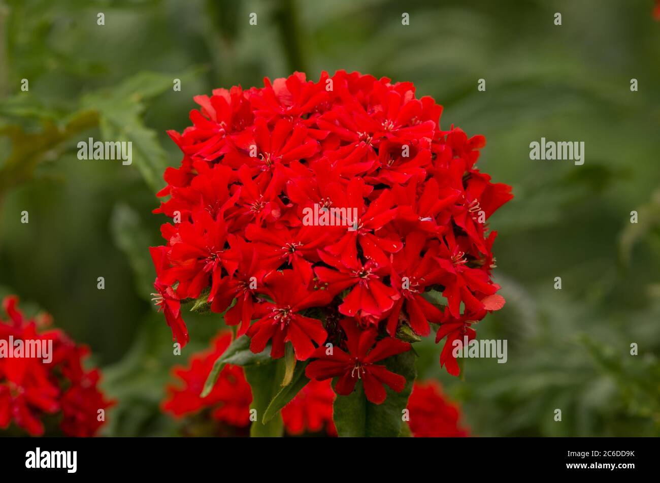 Lychnis chalcedonica Banque D'Images